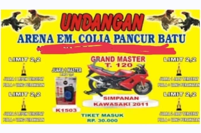 Judi Sabung Ayam Diduga Dikelola Oknum Colia Sembiring Bebas Bermain, Warga Minta Polda Sumut Segera Grebek